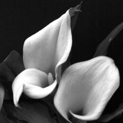 Fine Art Print – Calla